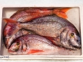 PESCA XXI (43)